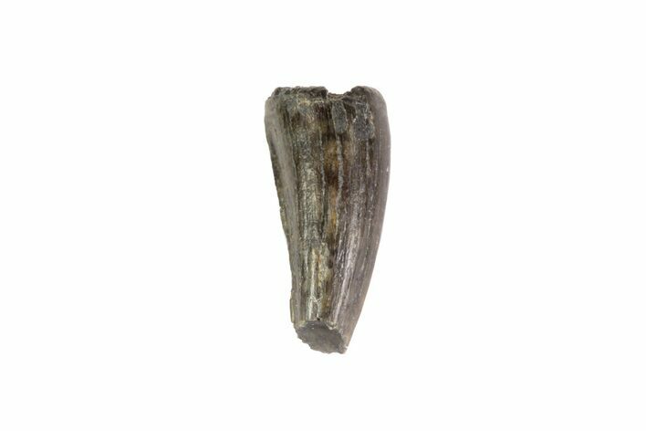 Cretaceous Crocodile Tooth - Hell Creek Formation #71202